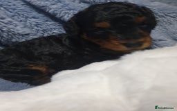 Jackapoo dogs for sale: Jackapoo x Asian toy poodle F1B - Image 22