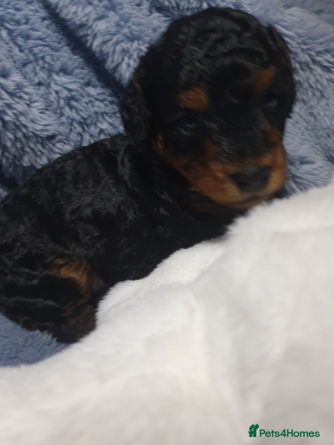 Jackapoo dogs for sale: Jackapoo x Asian toy poodle F1B - Image 22