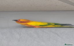 Conures birds for sale: Sun Conure Male For Sale - Image 2
