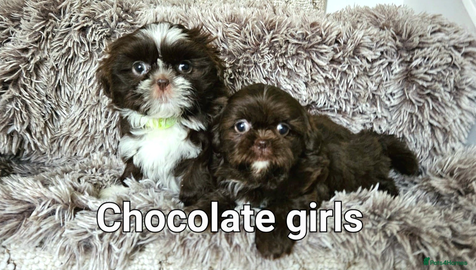 Shih Tzu dogs Chocolate Karishishi imperial girls - Advert 13