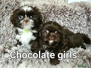 Shih Tzu dogs Chocolate Karishishi imperial girls - Advert 13