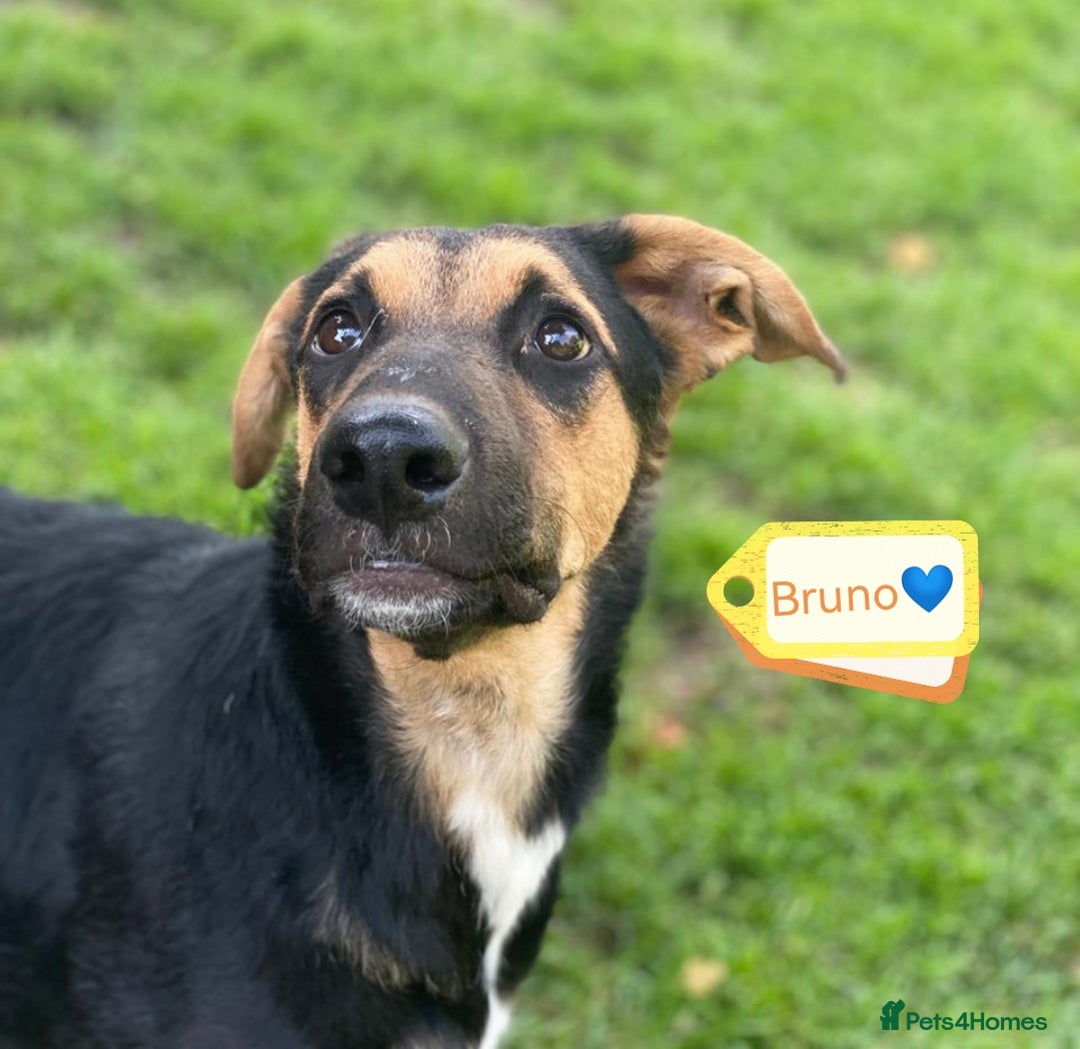 Mixed Breed dogs for adoption: 💙🐶 BRUNO 🐶💙 - Image 2