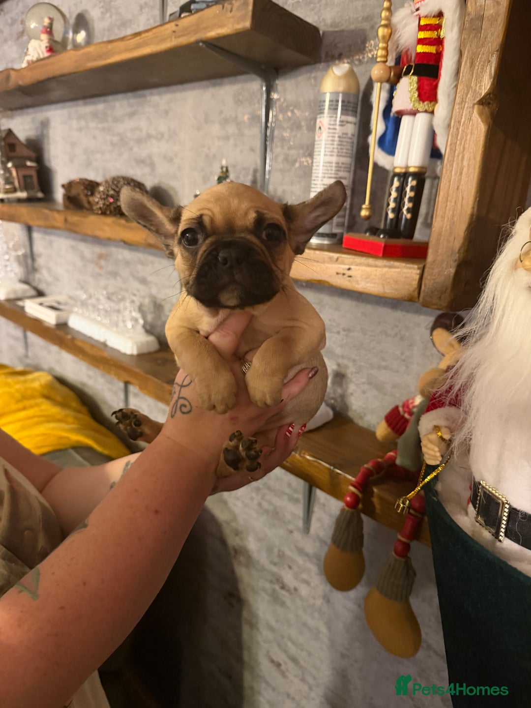 French Bulldog dogs for sale: READY NOW🐾 4 beautiful girls  - Advert 5