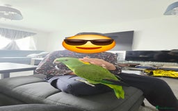 Parrots birds for sale: Yellow Naped Amazon  - Image 8