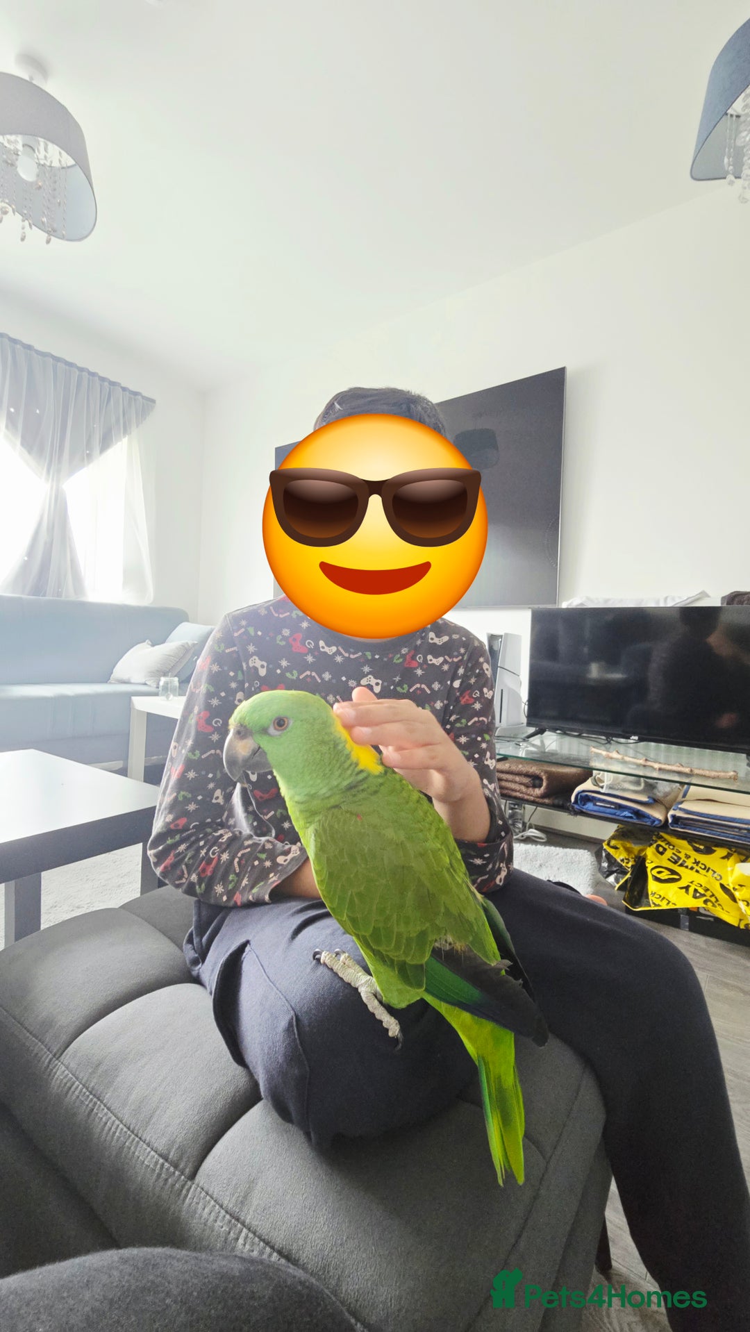 Parrots birds for sale: Yellow Naped Amazon  - Image 8