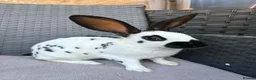 English Spot rabbits for sale: English spot cross brothers - Advert 1