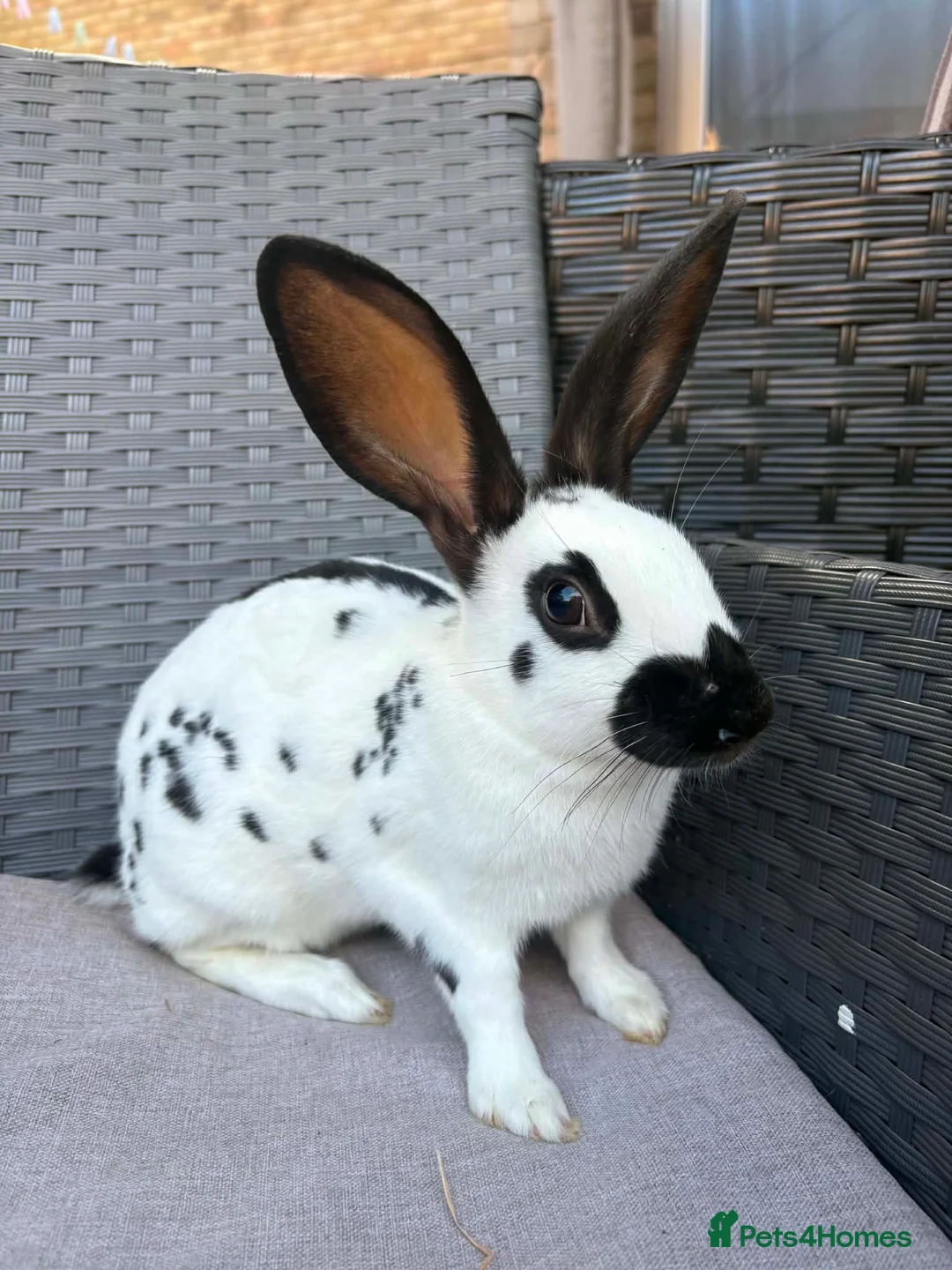 English Spot rabbits for sale: English spot cross brothers - Advert 1