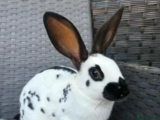 English Spot rabbits English spot cross brothers - Advert 6