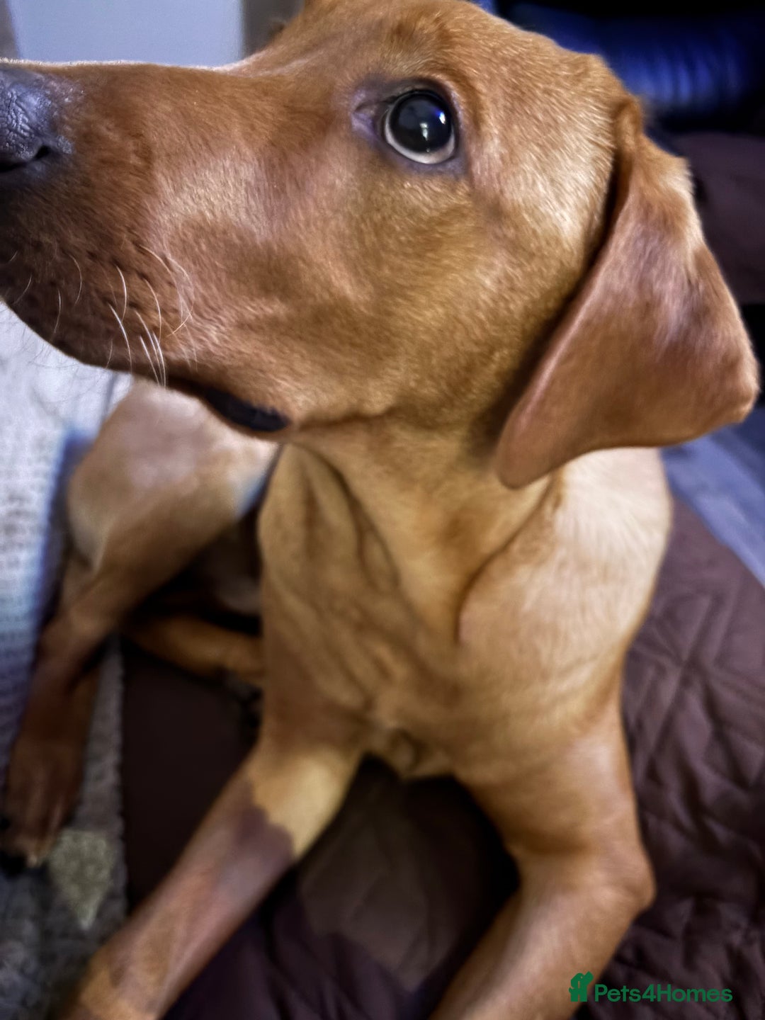 Labrador Retriever dogs for sale: MALE LABRADOR PUPPY FOR SALE  - Advert 3