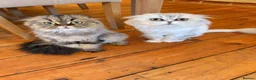Scottish Fold cats for sale: 5 x pure bred Scottish Fold kittens  - Advert 13
