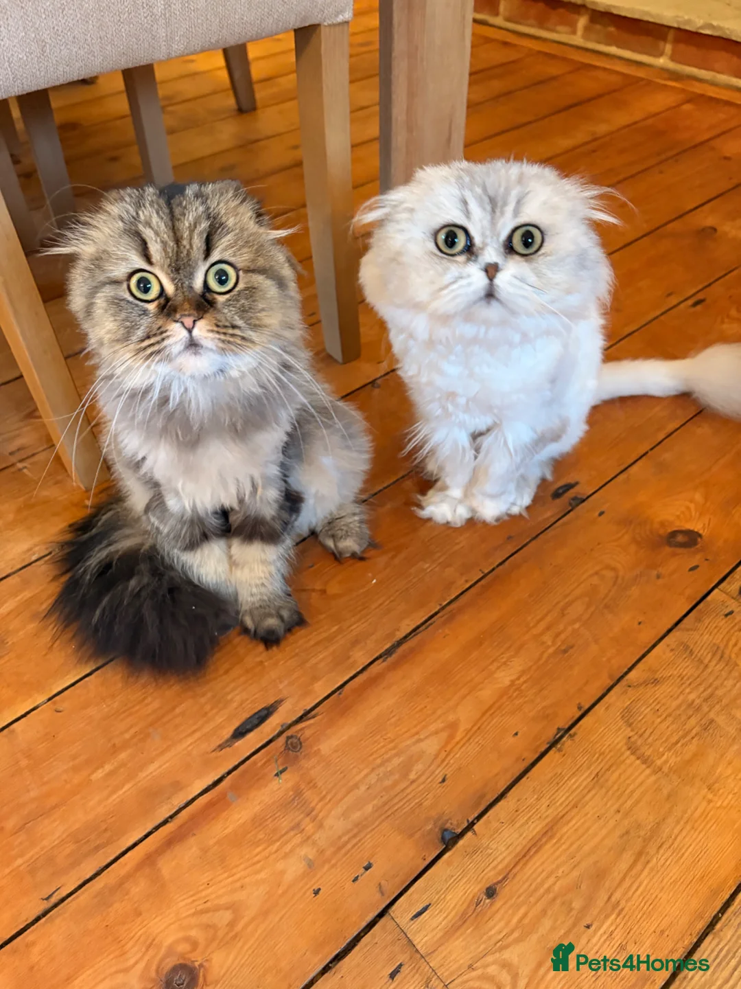 Scottish Fold cats for sale: 5 x pure bred Scottish Fold kittens  - Advert 13