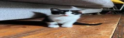 Mixed Breed cats for sale: Four varied mixed breed kittens - Advert 35