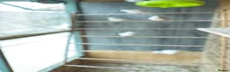 Mixed Breed birds for sale: Mix breed Canary Dove      - Advert 10