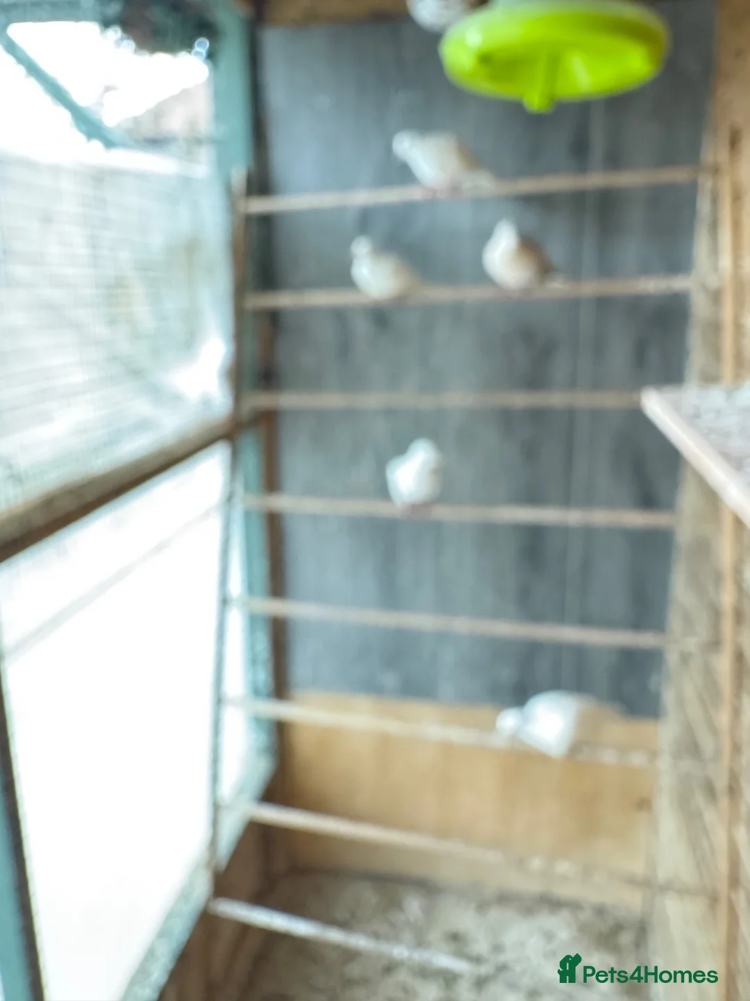 Mixed Breed birds for sale: Mix breed Canary Dove      - Advert 10