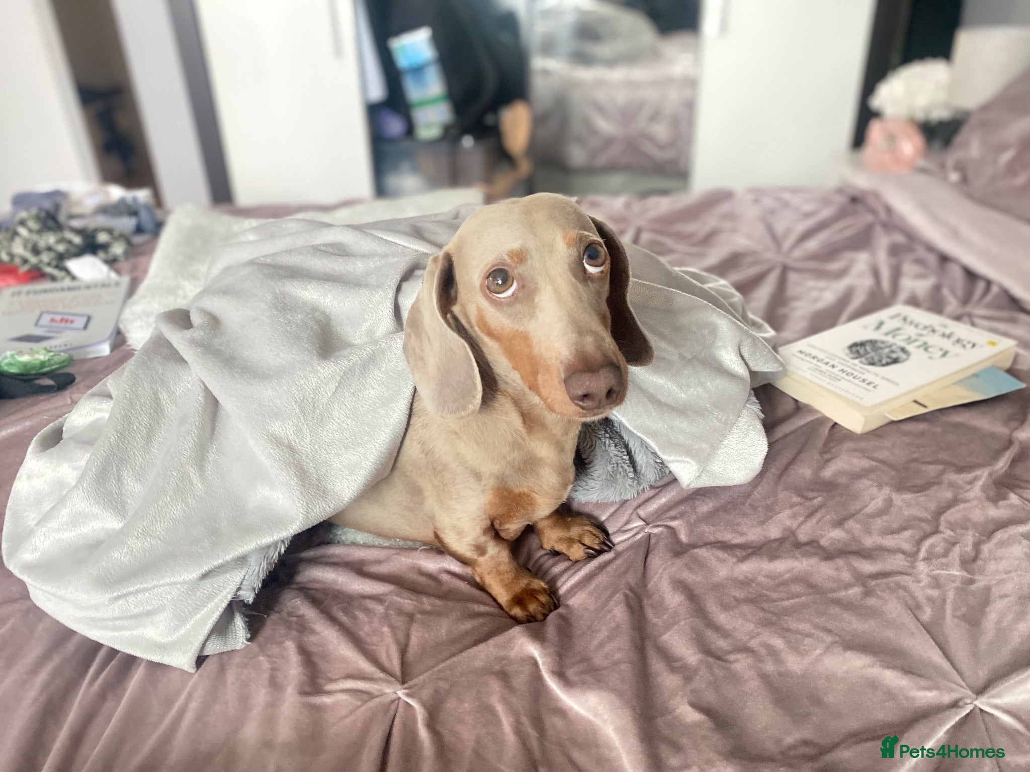 Miniature Dachshund dogs Loving home needed for KC Miniature Daschund - Advert 4