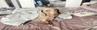 Miniature Dachshund 1