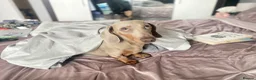 Miniature Dachshund dogs for sale: Loving home needed for KC Miniature Daschund in London - Advert 1