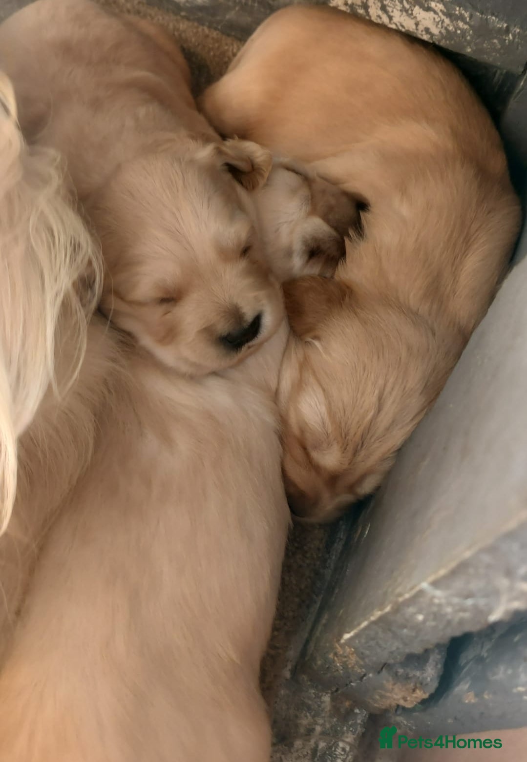 Golden Retriever dogs 3 BOYS LEFT KC HEALTH TESTED GOLDEN RETRIEVERS - Advert 12