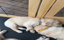 Golden Retriever dogs for sale: Golden Retriever Chunky Puppies for sale - Image 24