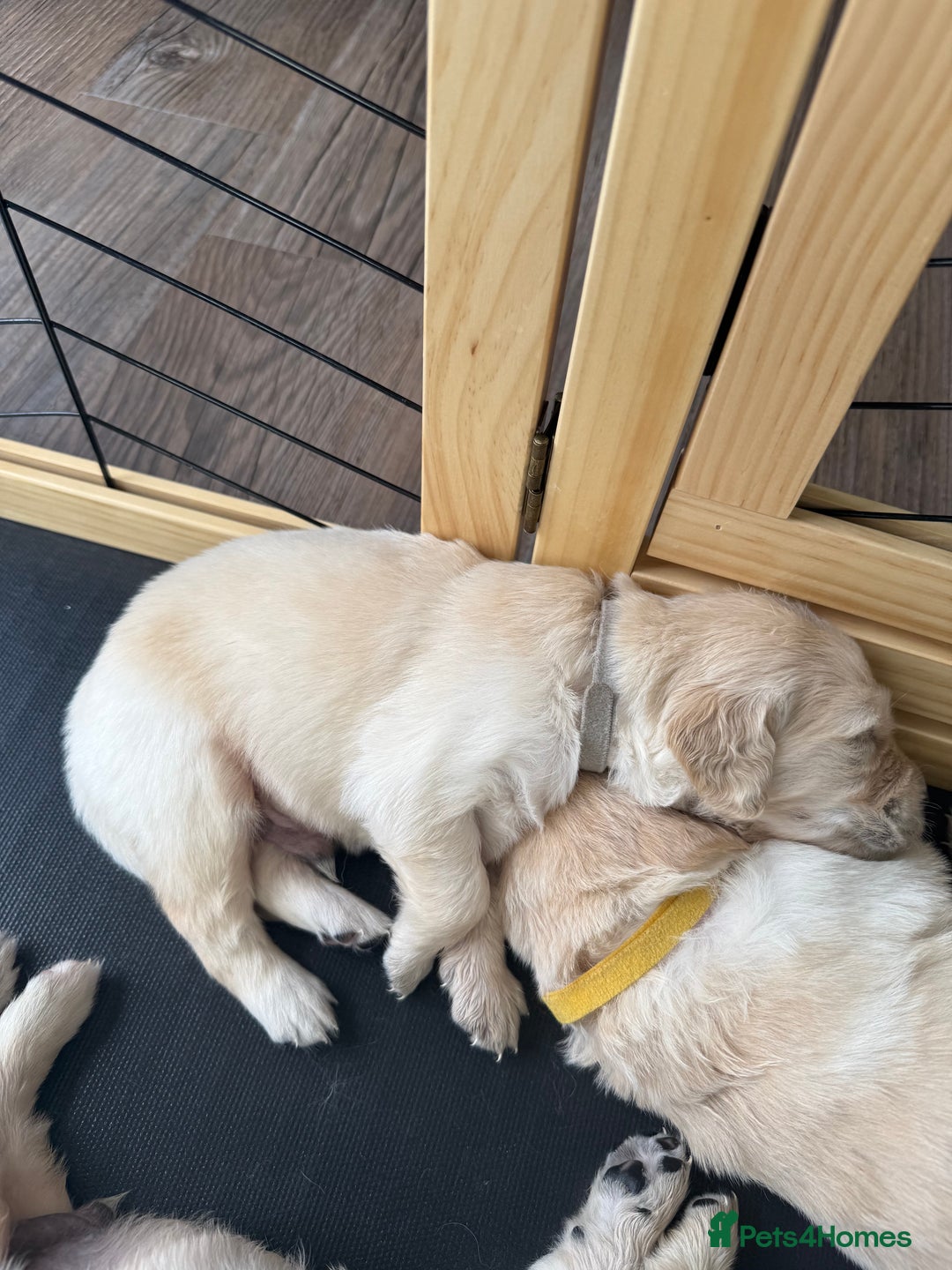 Golden Retriever dogs for sale: Golden Retriever Chunky Puppies for sale - Image 24