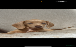 Miniature Dachshund dogs for sale: READY TO LEAVE Rainbow KC Reg Miniature Dachshunds - Image 12