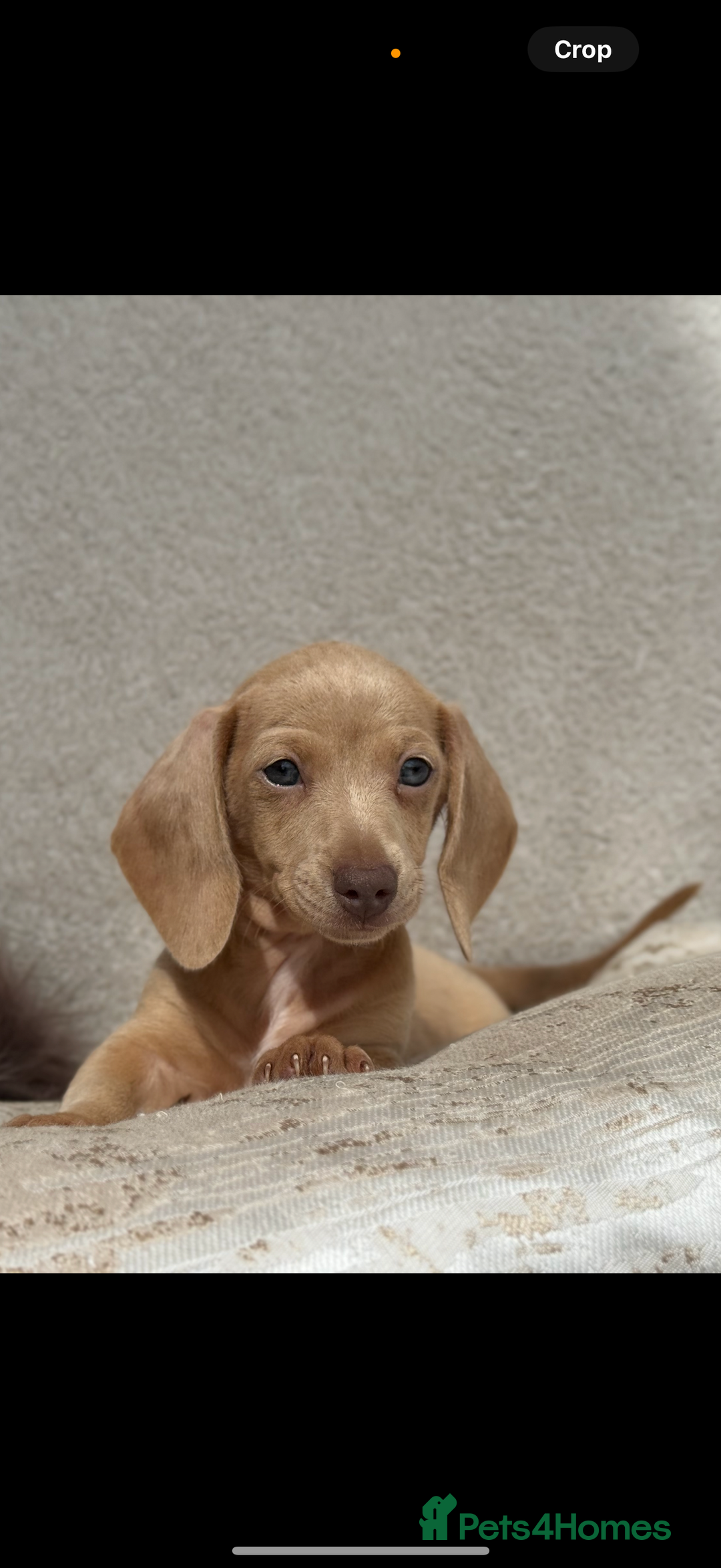 Miniature Dachshund dogs for sale: READY TO LEAVE Rainbow KC Reg Miniature Dachshunds - Image 12