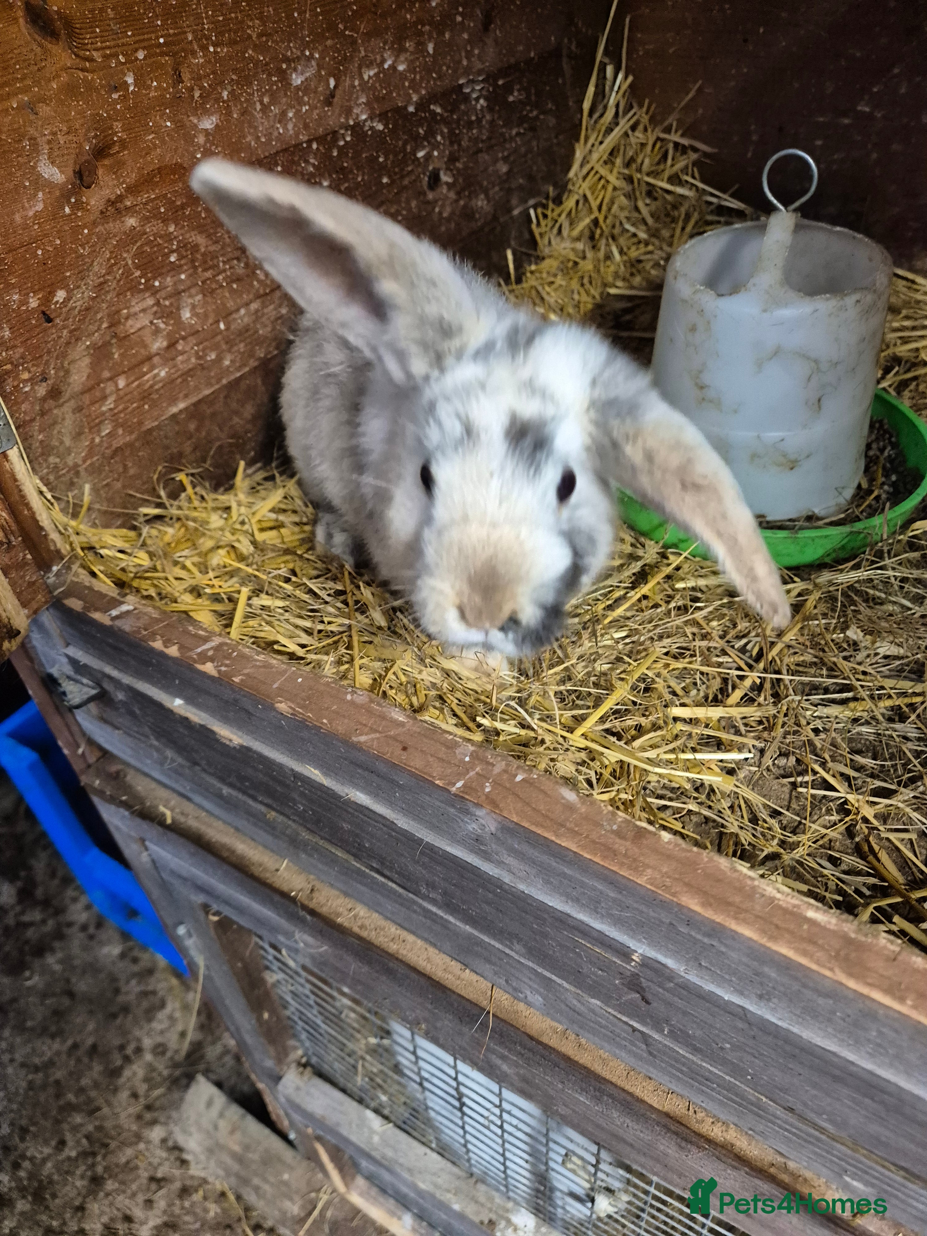 Guinea Pig rodents Guinea Piggies looking for new homes - Advert 13