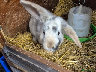 Guinea Pig rodents Guinea Piggies looking for new homes - Advert 13