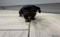 Miniature Dachshund dogs for sale: Miniature smooth hair dachshunds - Image 4