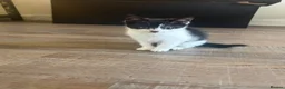 Mixed Breed cats for sale: 6 beautiful kittens ready for their forever home  - Advert 15