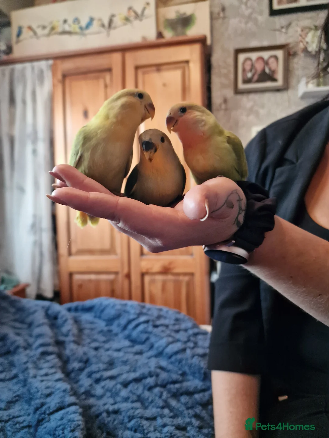 Lovebirds birds for sale: Hand Reared Peach Faced Lovebird Babies - Advert 3