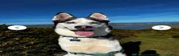 Siberian Husky dogs for sale: 7 years  in Saint Helens - Advert 2