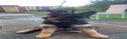 German Shepherd dogs for sale: Male German shepherd  in Ipswich - Advert 1