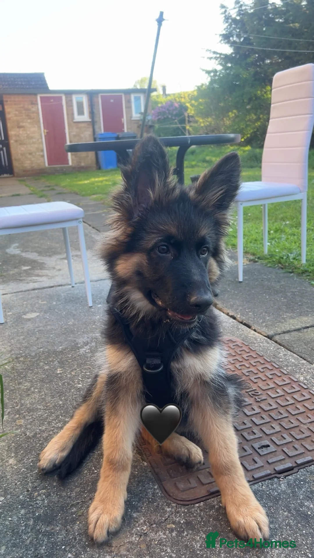 German Shepherd dogs for sale: Male German shepherd  in Ipswich - Advert 1