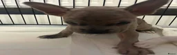 Mixed Breed dogs for sale: 3 Beautiful frenchbulldogxwhippets - Advert 8