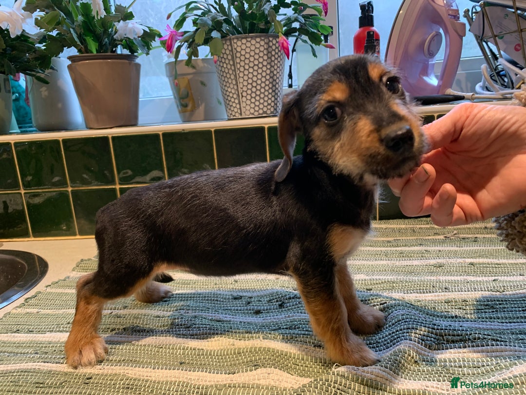 Jack Russell dogs for sale: Jack Russel Puppies - Advert 6