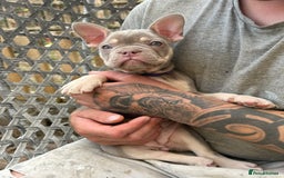 French Bulldog dogs for sale: 5* beautiful French bulldogs left ready to go 🏡 - Image 6