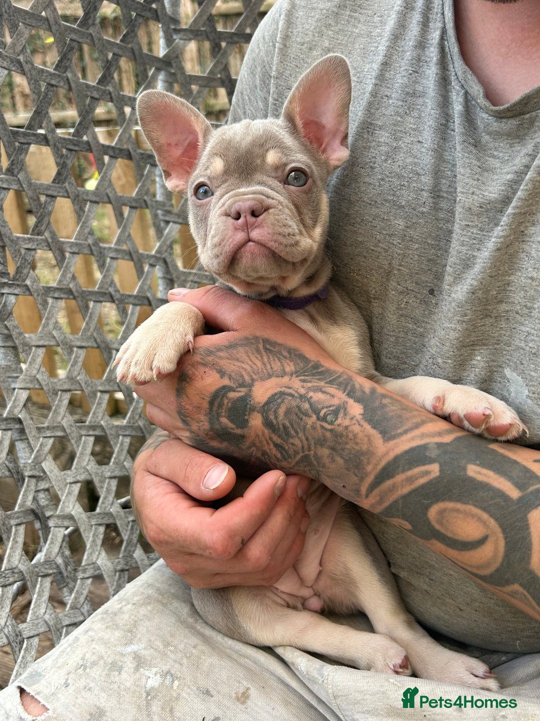 French Bulldog dogs for sale: 5* beautiful French bulldogs left ready to go 🏡 - Image 6