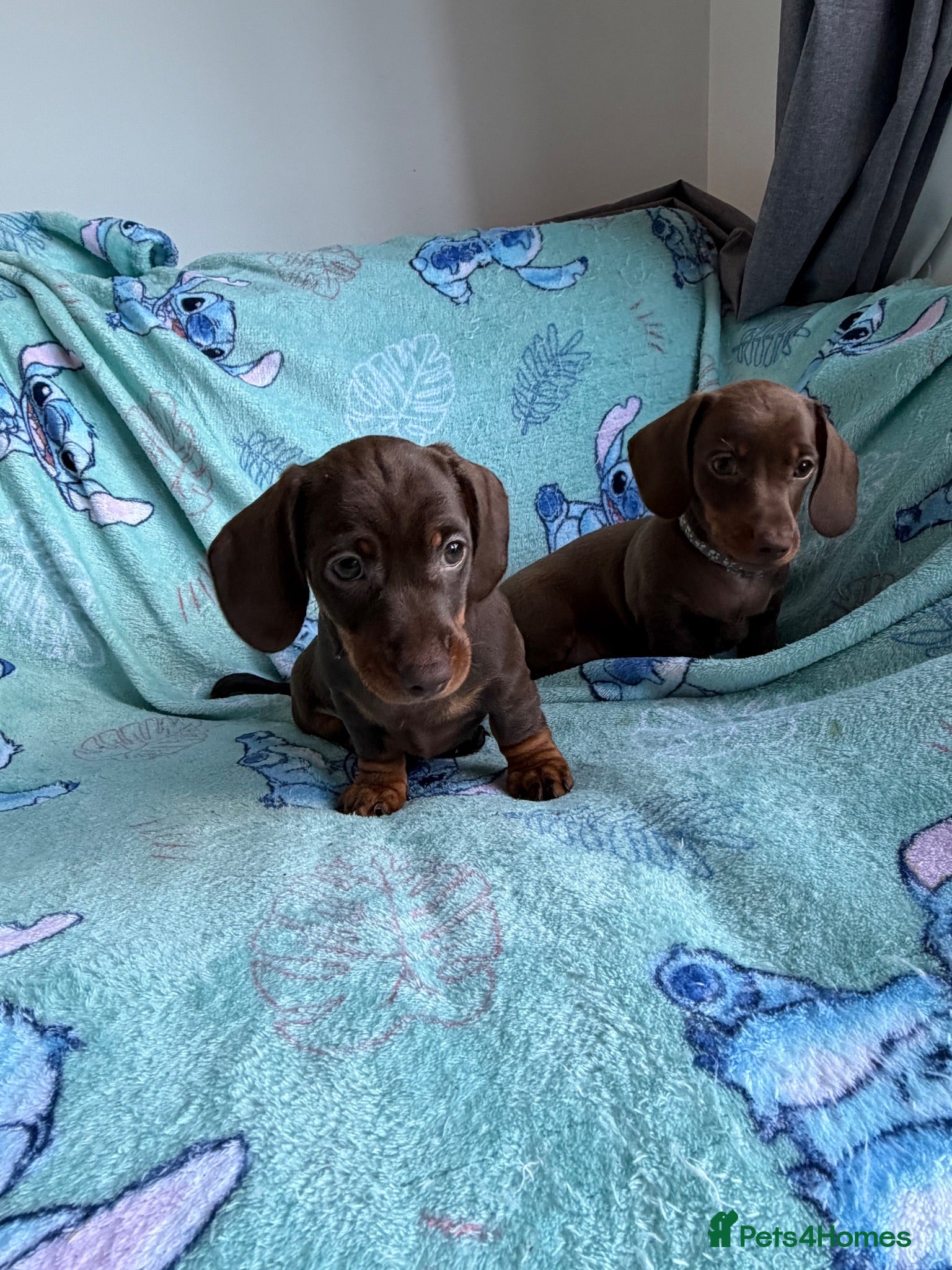 Dachshund dogs 🐾 DACHSHUND PUPPIES — READY NOW\! 🐾 - Advert 3