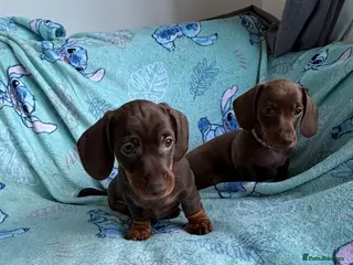Dachshund dogs 🐾 DACHSHUND PUPPIES — READY NOW\! 🐾 - Advert 3