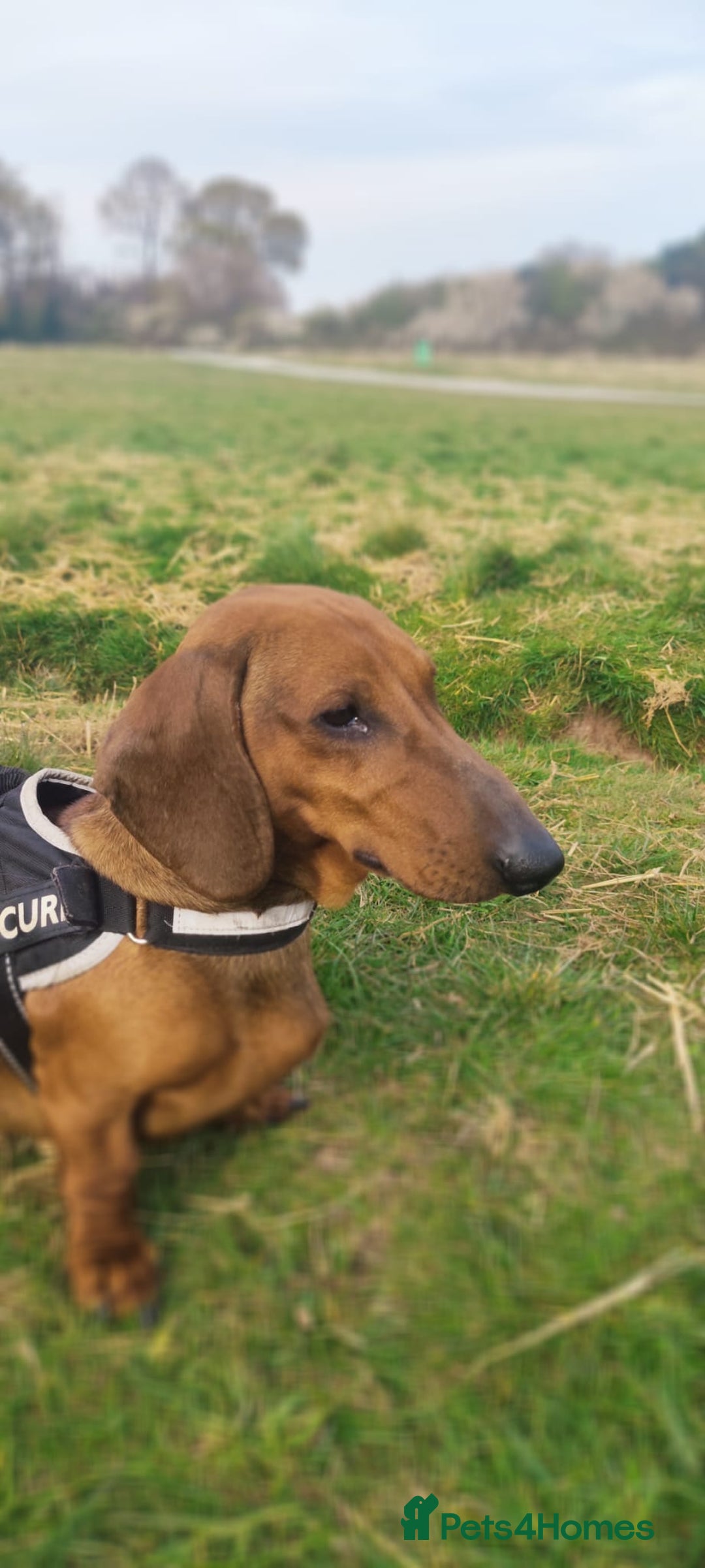 Dachshund dogs for sale: Quality Dachshund Standard Smooth Hair  - Advert 27