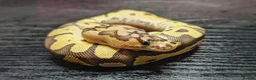 Python Snake reptiles for sale: Fire Clown 100% Het Piebald - Advert 2
