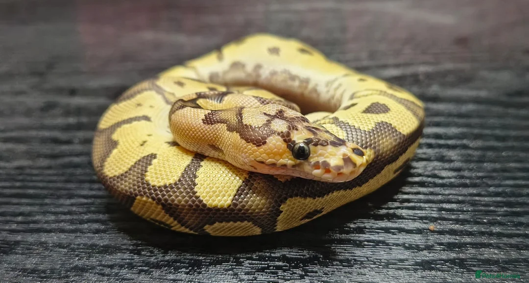 Python Snake reptiles for sale: Fire Clown 100% Het Piebald - Advert 2