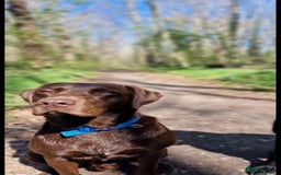 Labrador Retriever dogs for stud: 😍KC registered proven boy ready for stud🐶 - Image 4