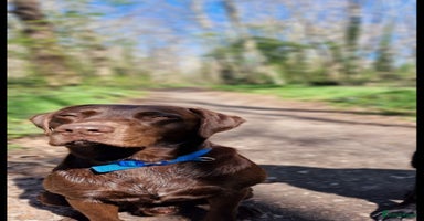 Labrador Retriever dogs - Advert 13
