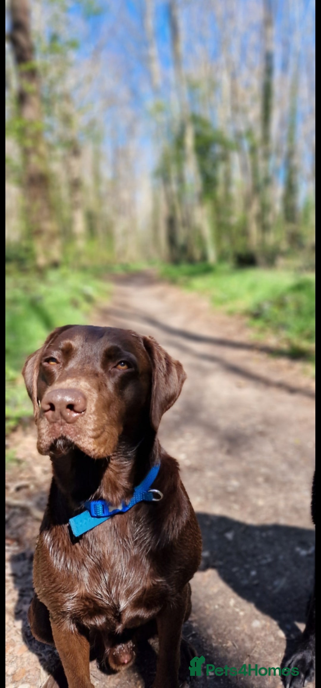 Labrador Retriever dogs for stud: 😍KC registered proven boy ready for stud🐶 - Image 4