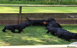 Cocker Spaniel dogs for sale: Beautiful Working Cocker Puppies - Image 16
