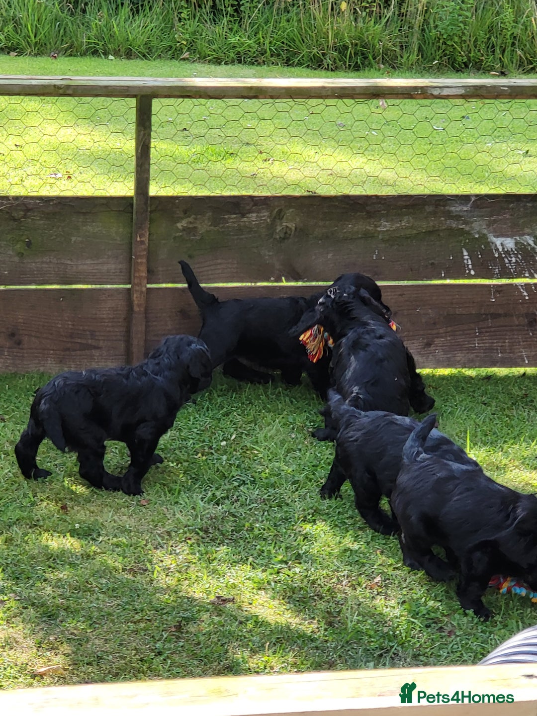 Cocker Spaniel dogs for sale: Beautiful Working Cocker Puppies - Image 16