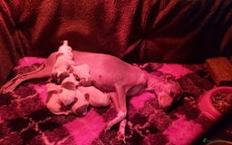 Italian Greyhound dogs for sale: SIX ITALIAN MALE PUPPIES AVAILABLE ✨ - Advert 7