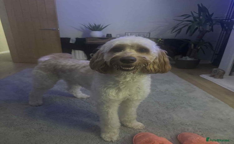 Irish Doodle dogs - Advert 4